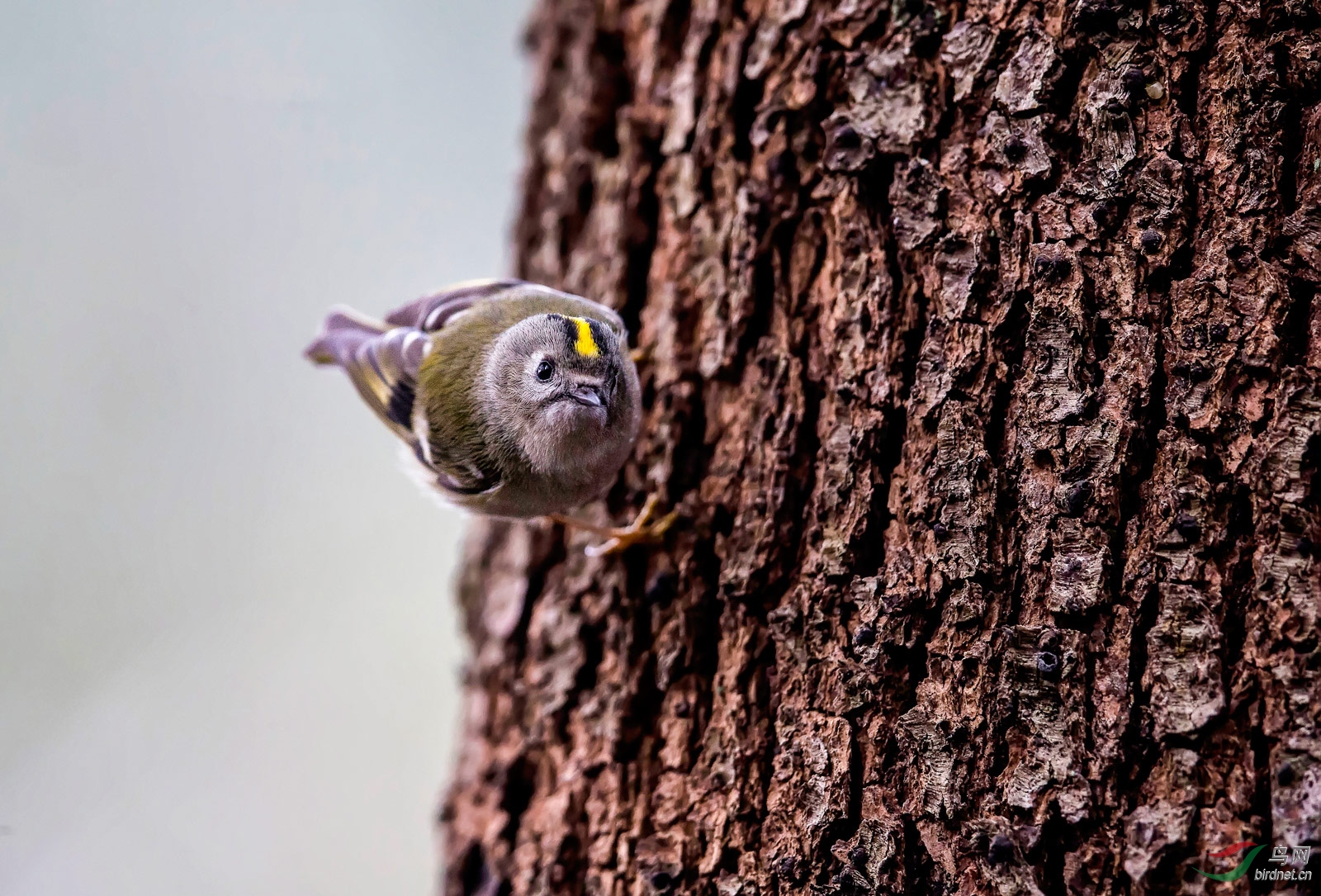 大树上的小鸟(金冠戴菊)