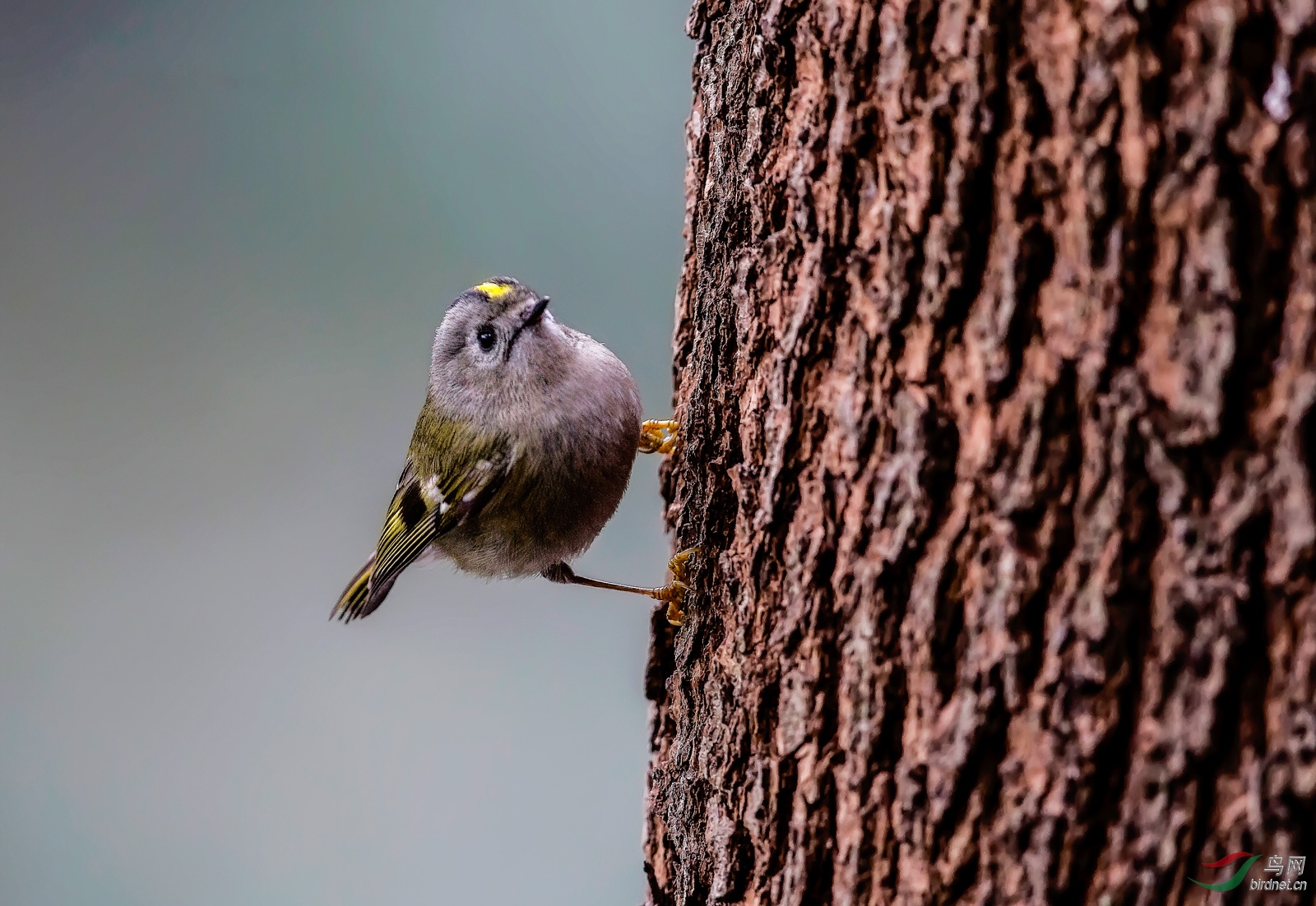 大树上的小鸟(金冠戴菊)