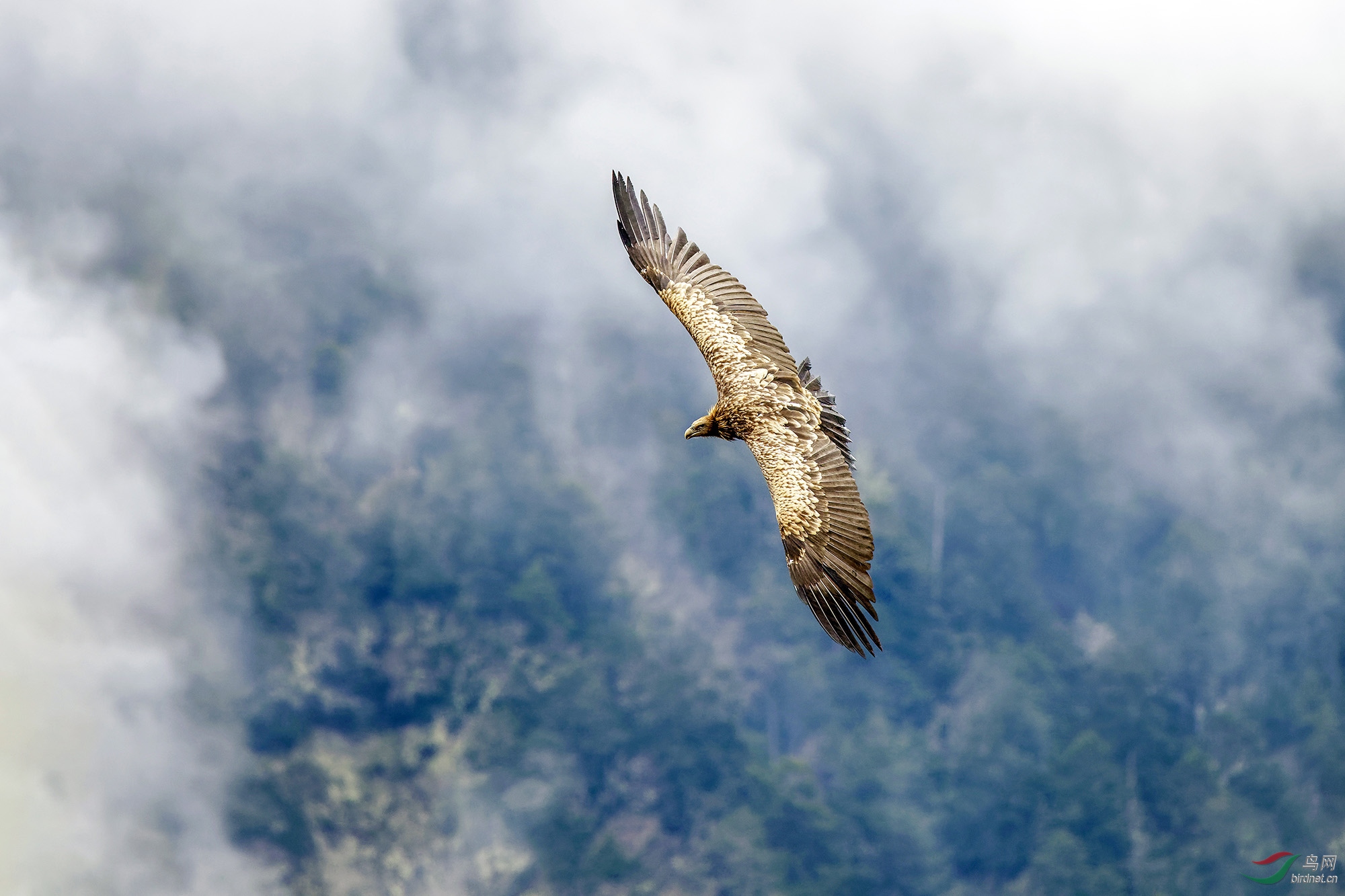鸟瞰大地(高山秃鹫)~祝贺图1荣获首页鸟类精华!