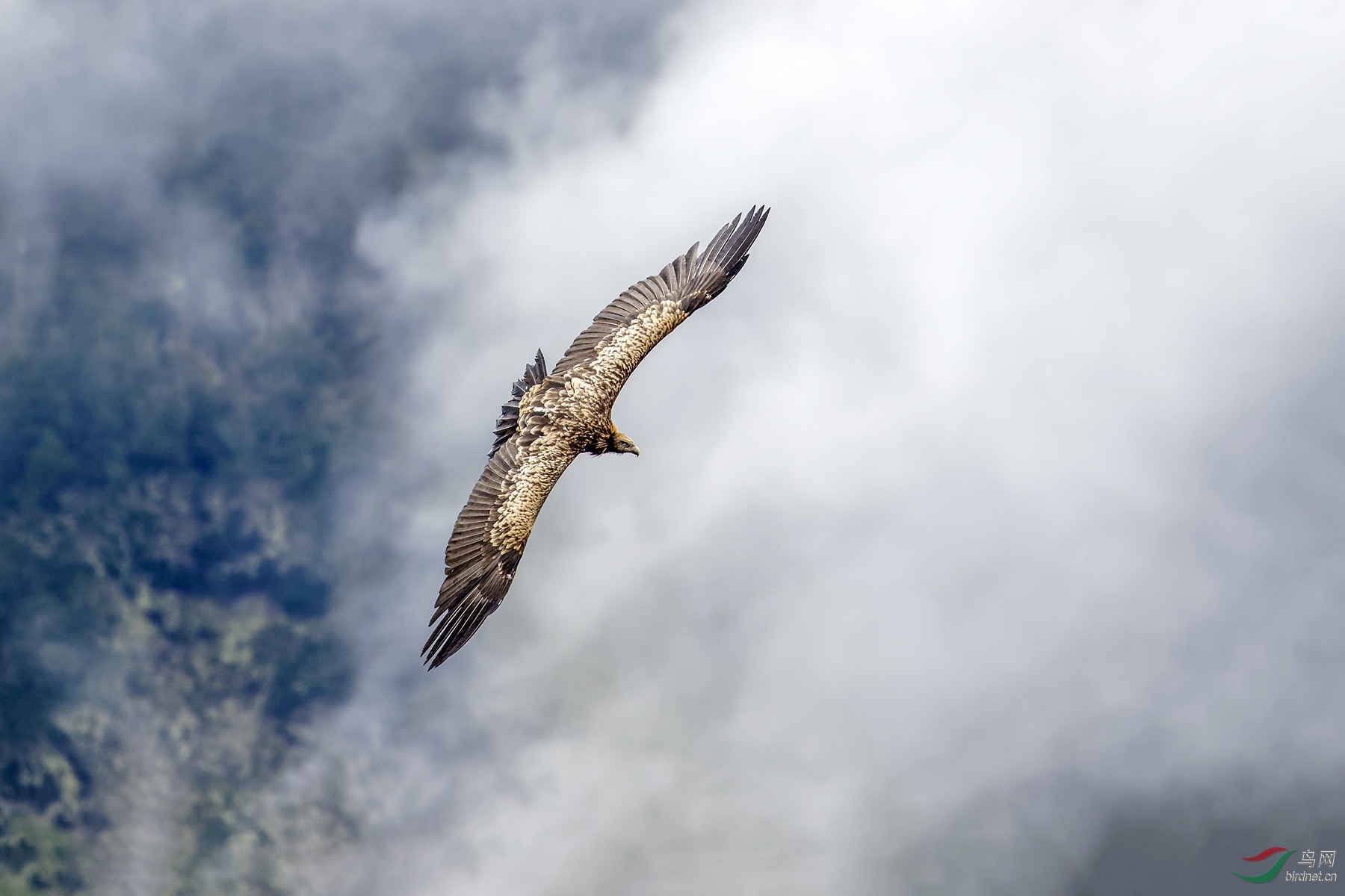 鸟瞰大地高山秃鹫祝贺图1荣获首页鸟类精华