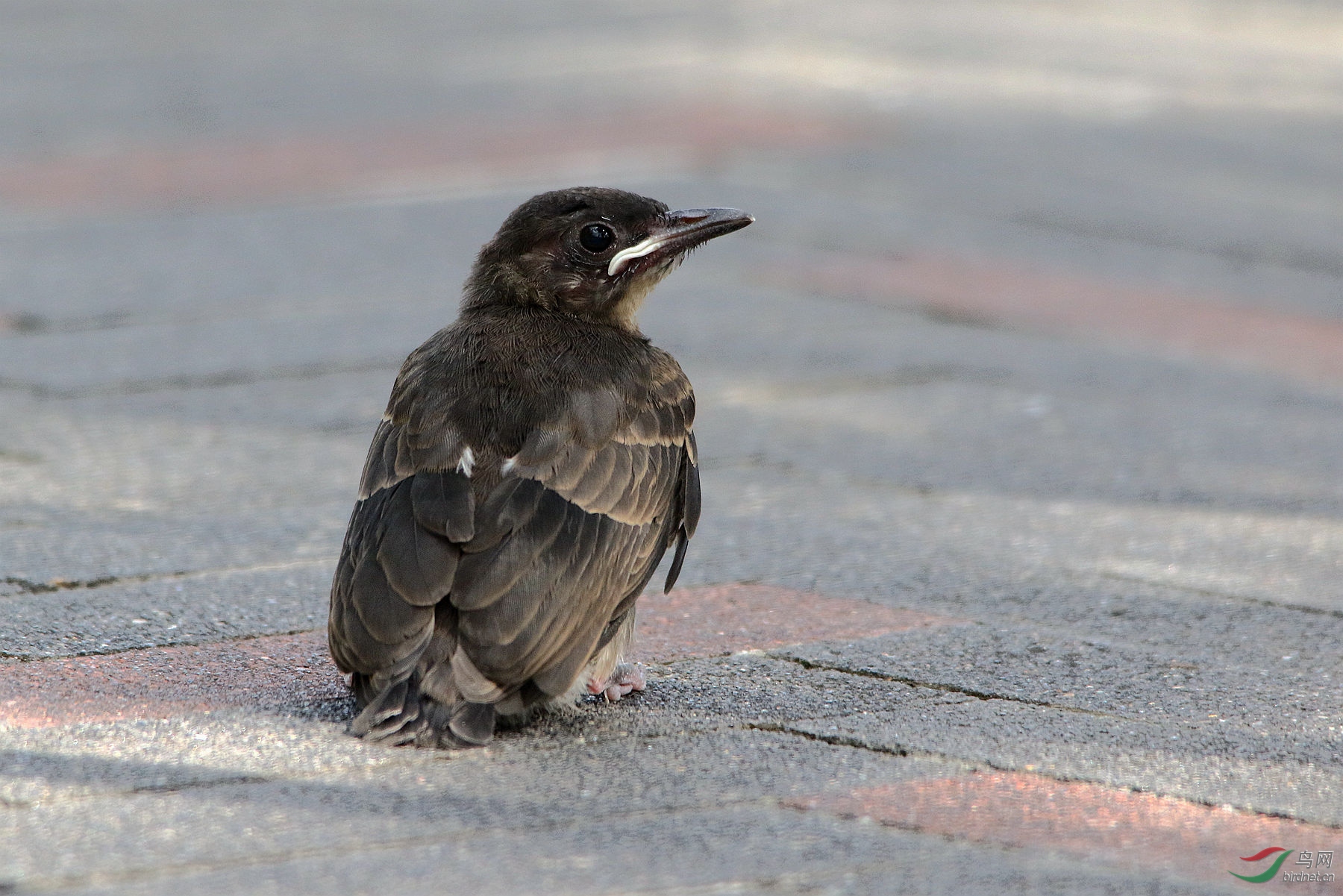 黑短腳鵯幼鳥