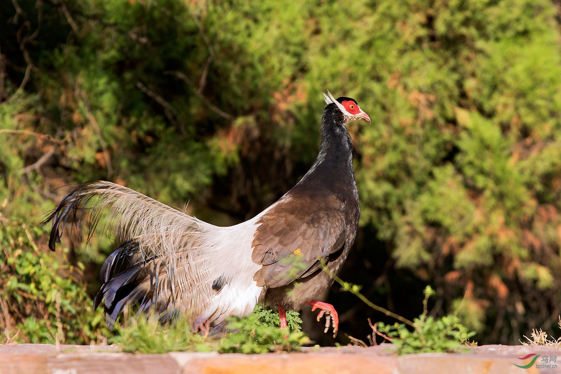 强光下的褐马鸡