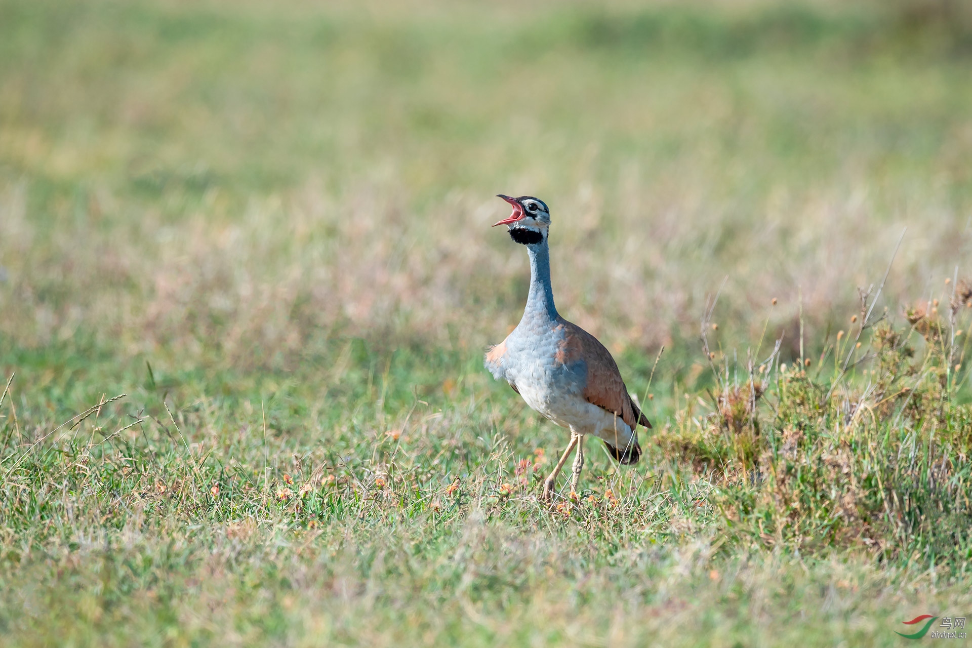 [国外] 白腹鸨---深情的呼唤
