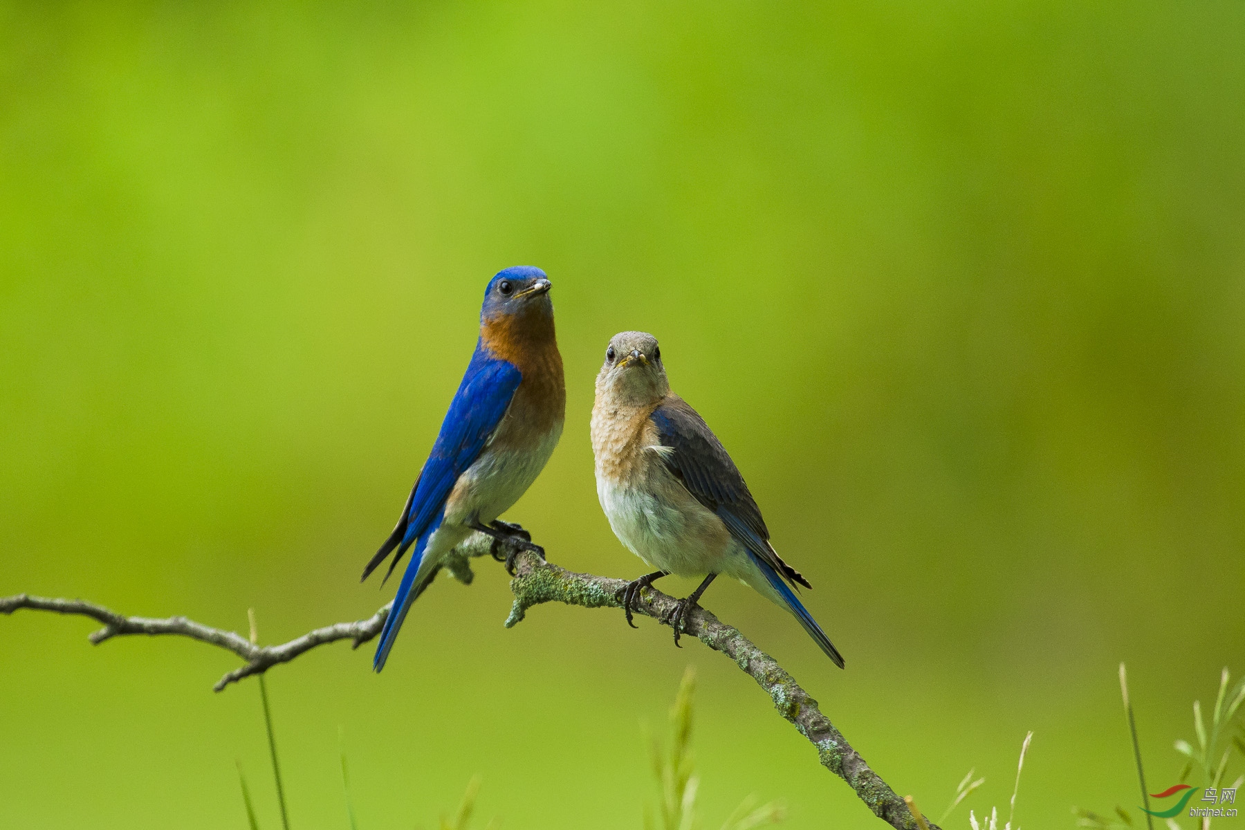 东蓝鸲夫妻北美