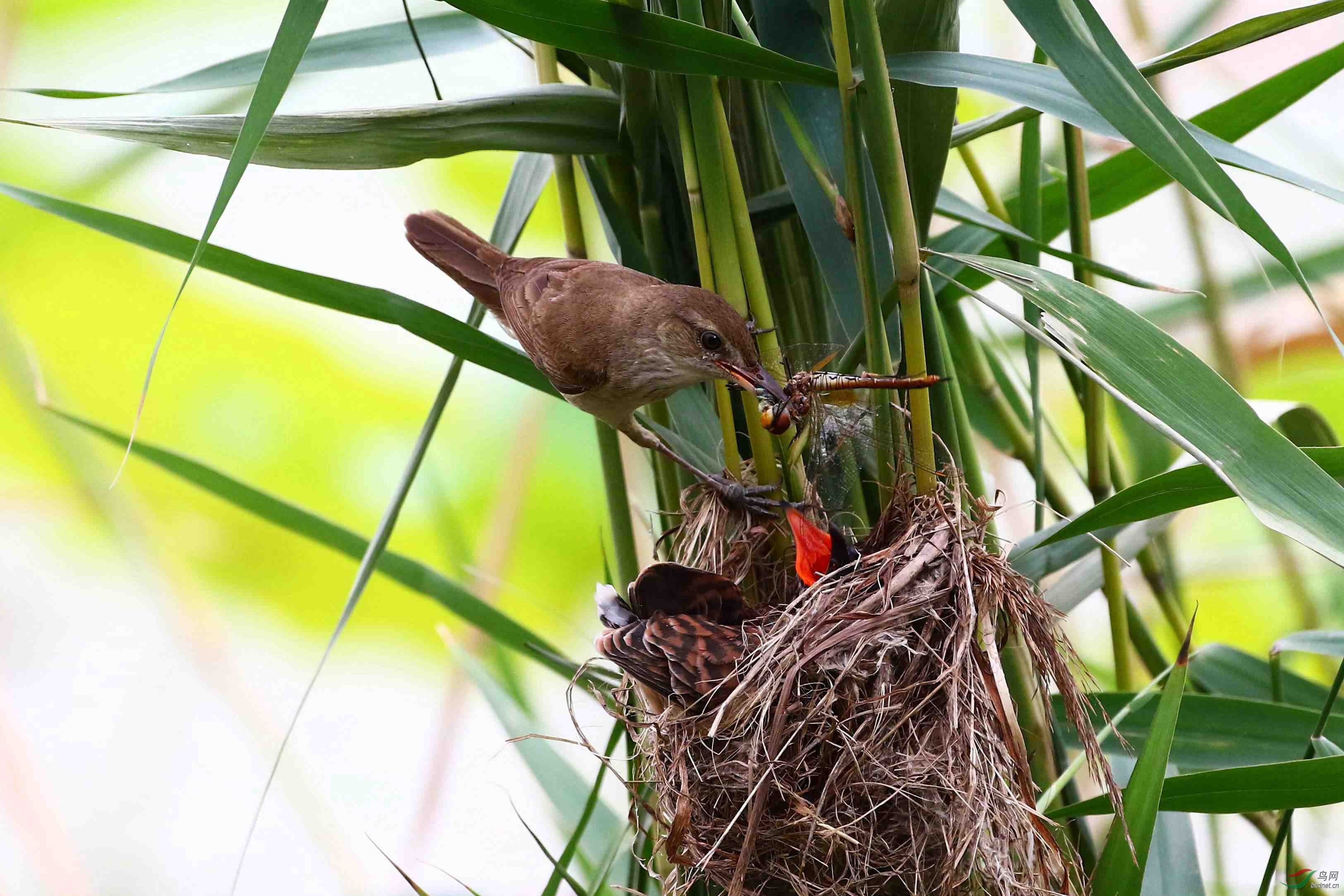 苇莺喂杜鹃鸟类中的寄生现象