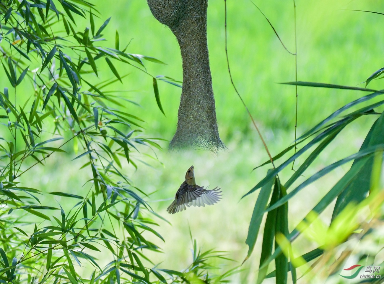 織布鳥