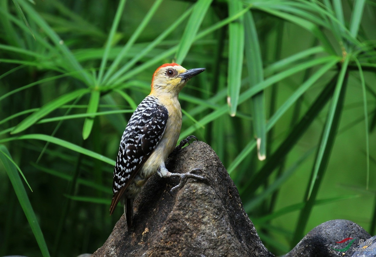 红冠啄木鸟