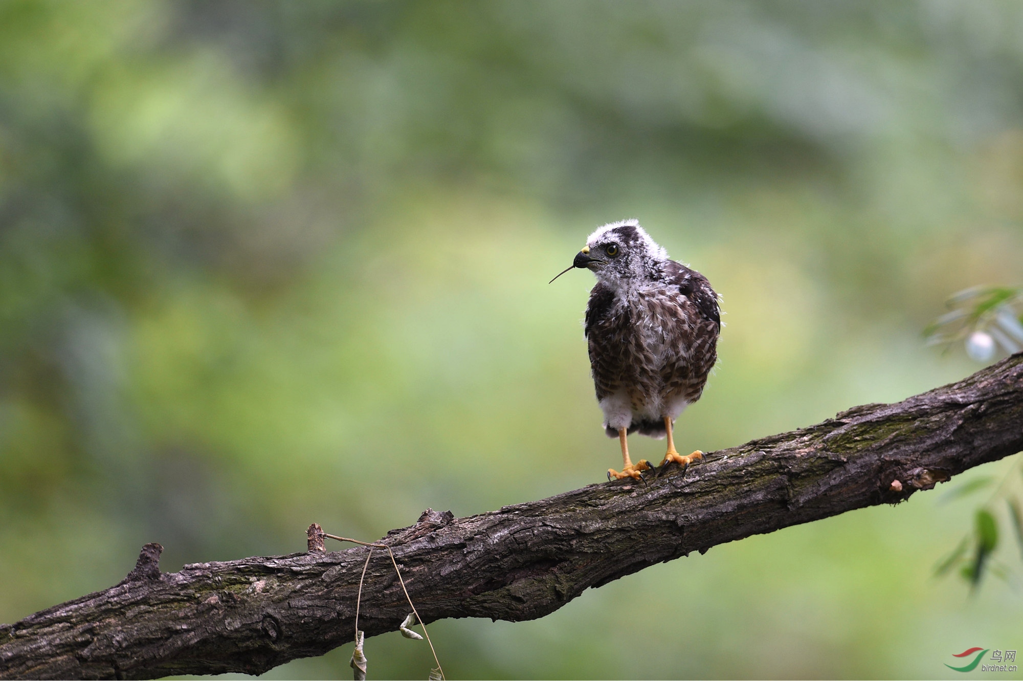 赤腹鹰 一条蜥蜴