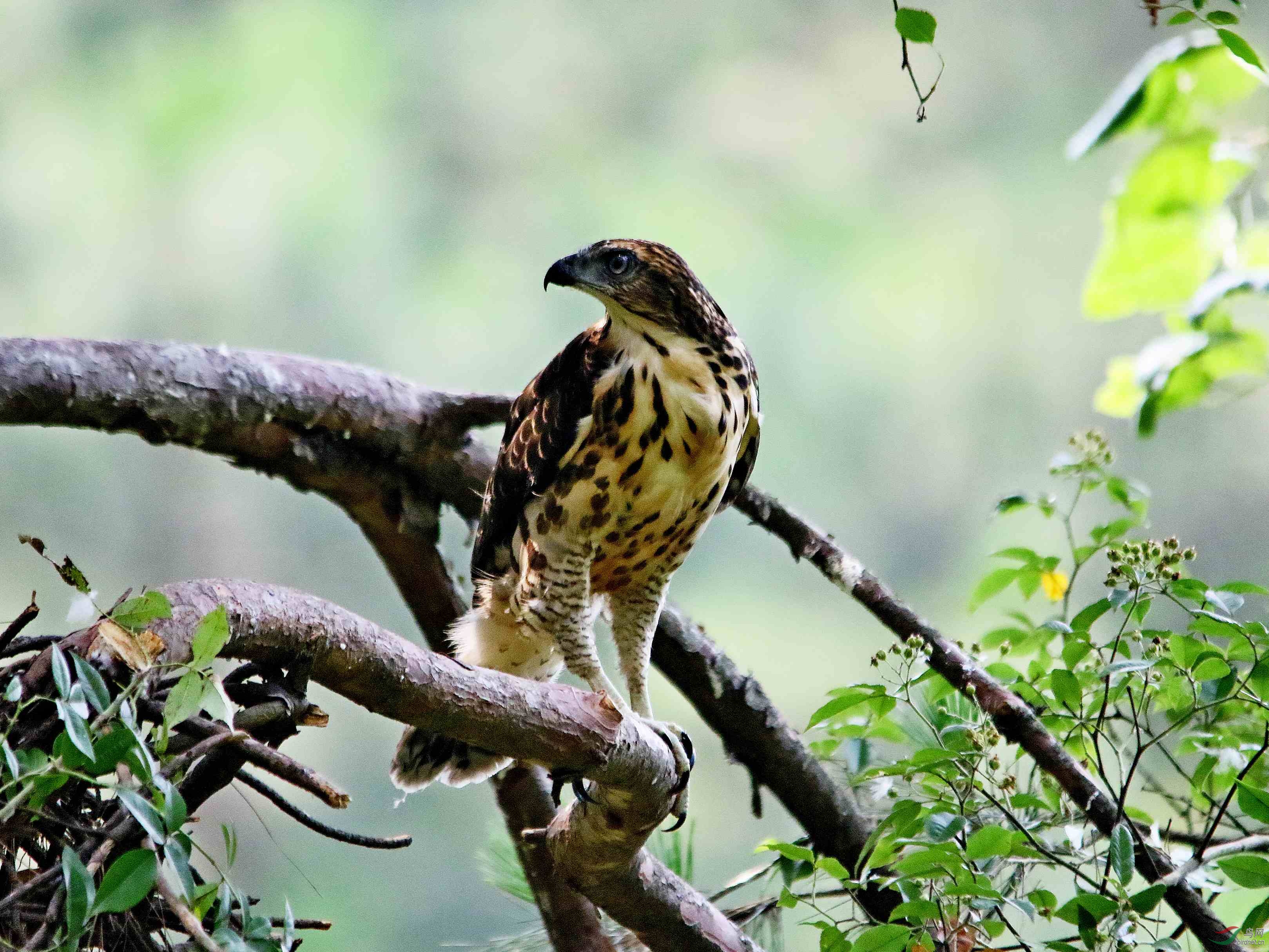 凤头雏鹰初长成