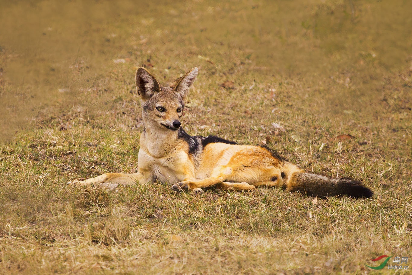 豺(祝贺荣获首页精华)