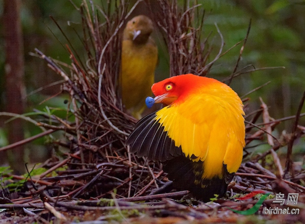 巴布亚新几内的kiunga地区