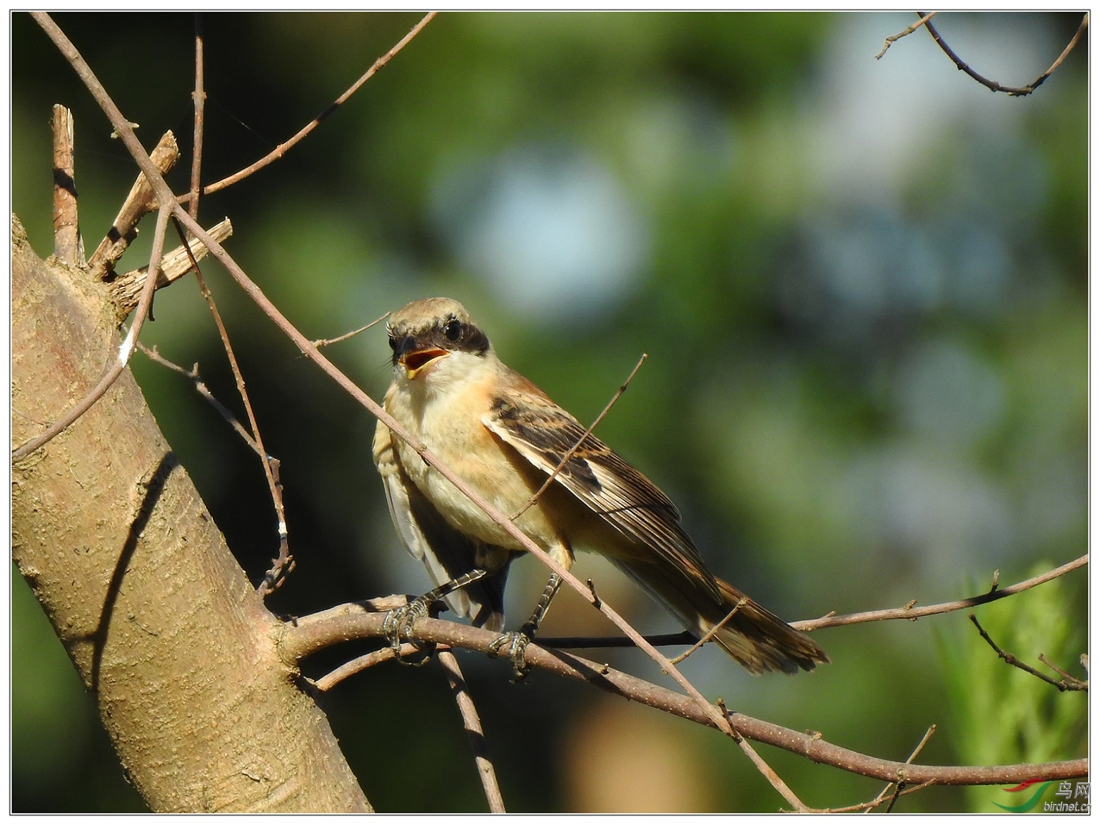 �����еĲ��ͣ��������֦12��