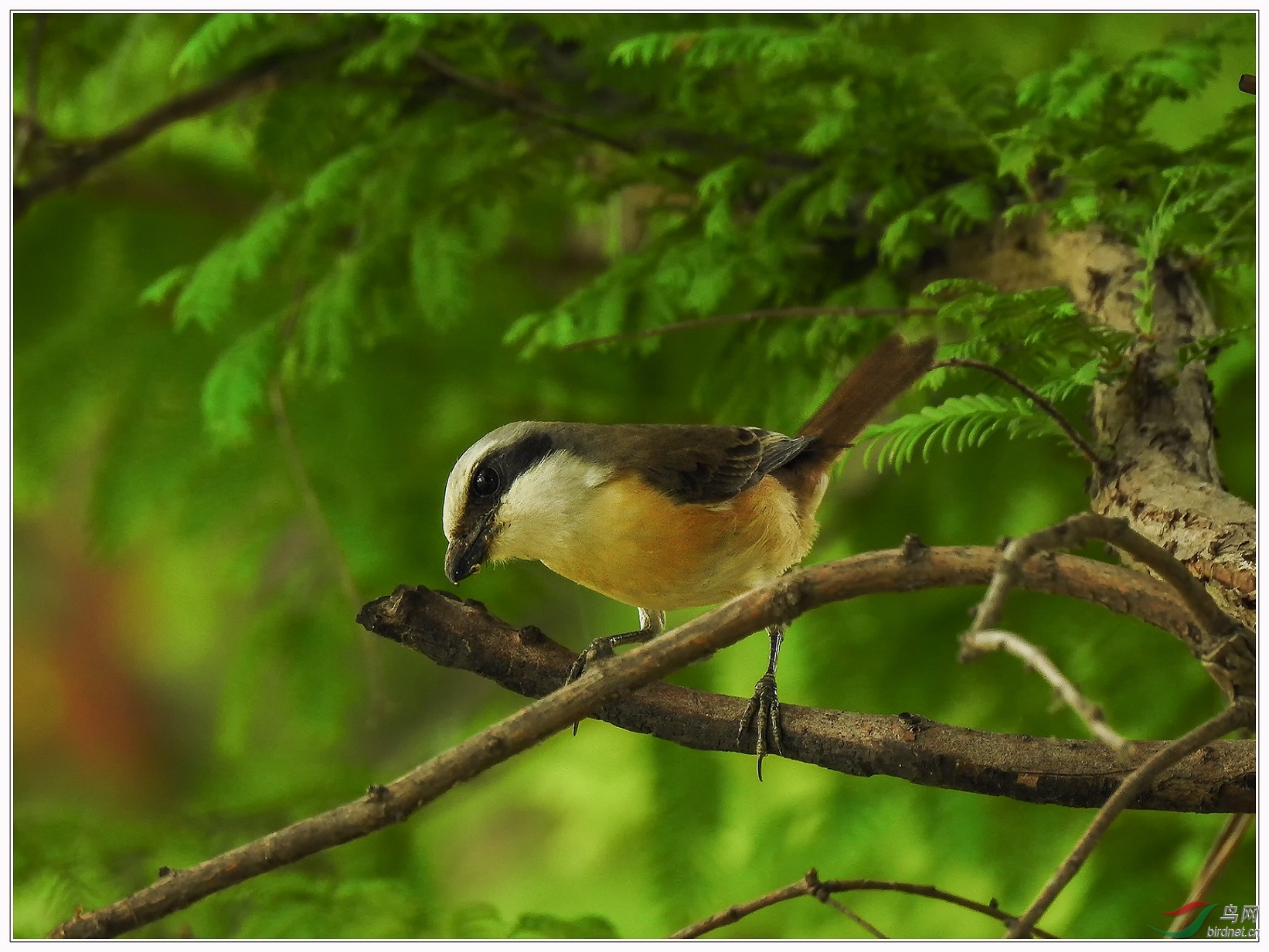 ��Ӱ�еĲ���Ҳ����֦6��