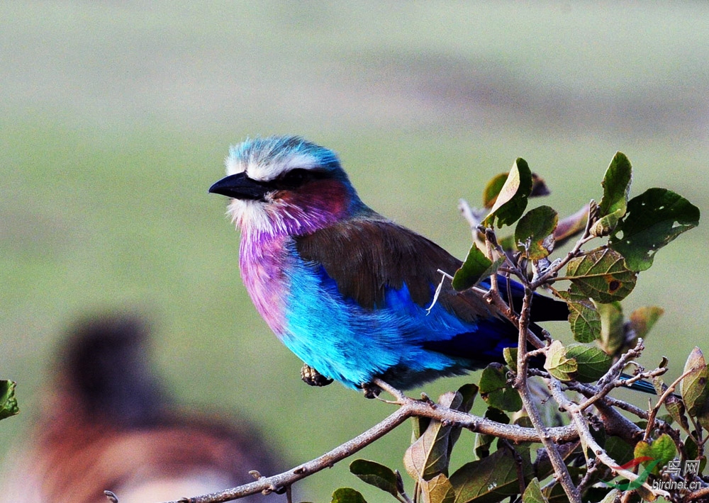 非洲中型鸟系列五十三紫胸佛法僧