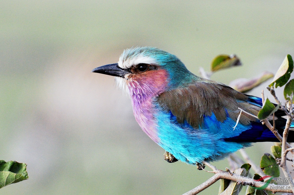 非洲中型鸟系列五十三紫胸佛法僧