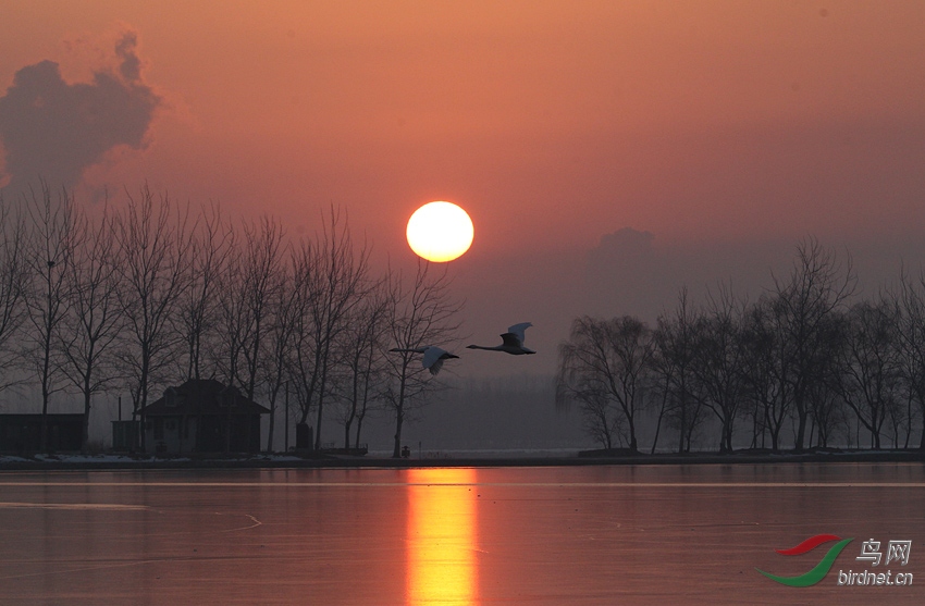 夕阳无限好简谱_夕阳无限好只是近黄昏