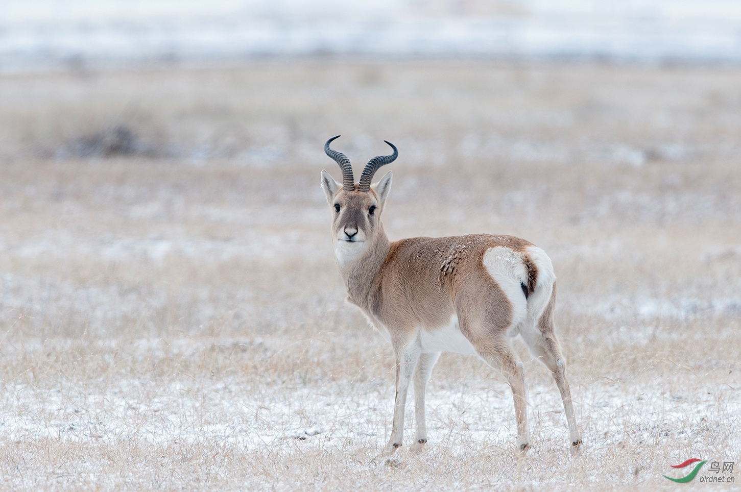 普氏原羚极濒危动物恭贺荣获首页精华