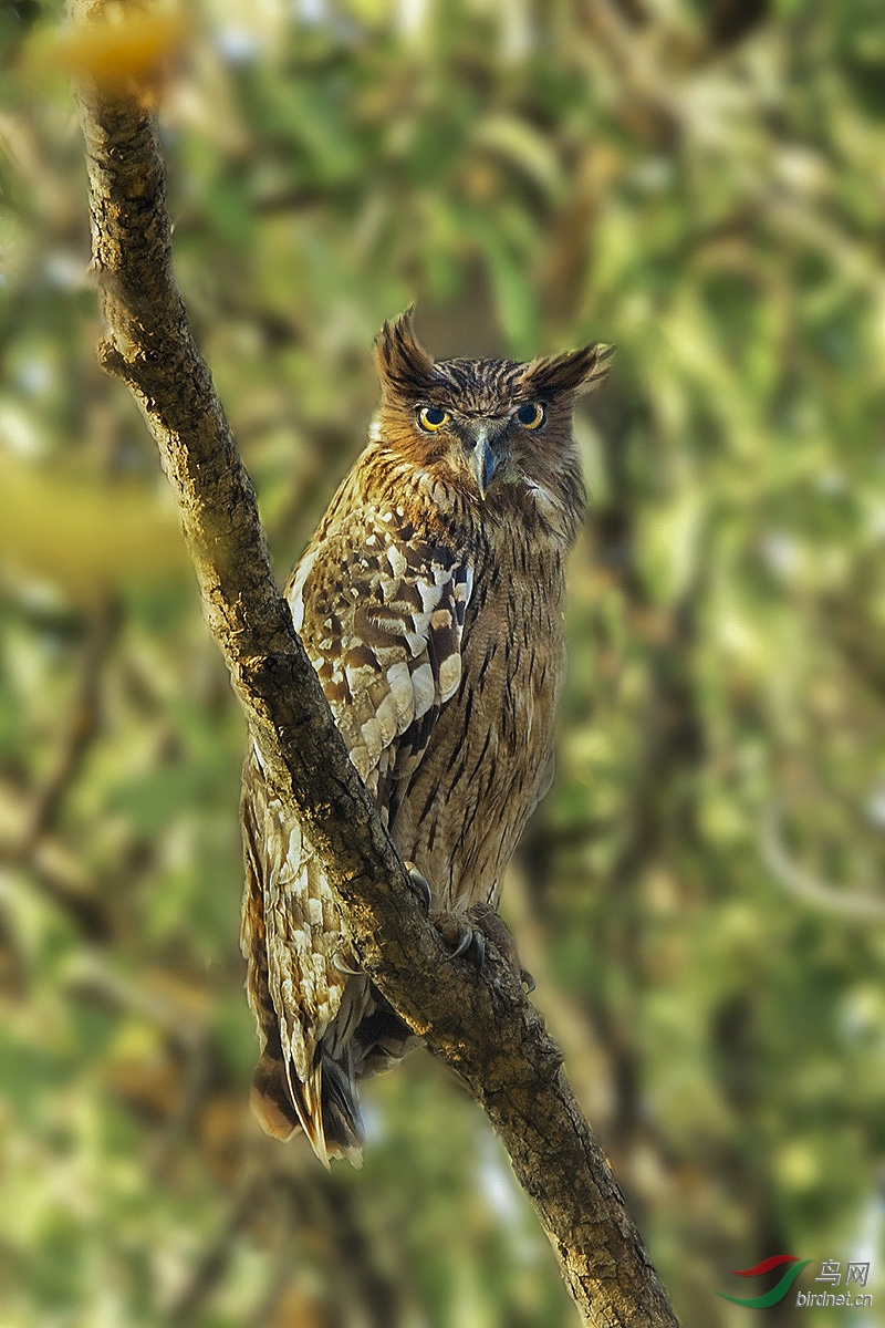 褐渔鸮荣获首页精华