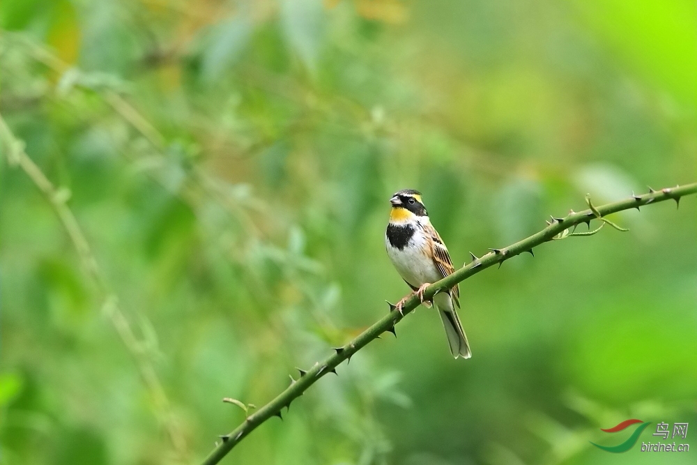 树影疏密任鸟憩