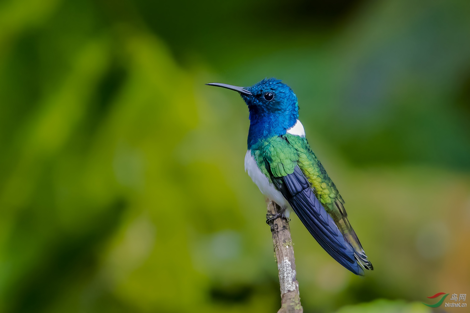 南美洲《白颈蜂鸟》