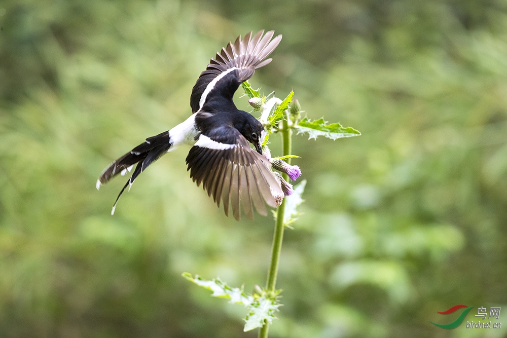 白冠燕尾 - 宁夏版 ningxia 鸟网