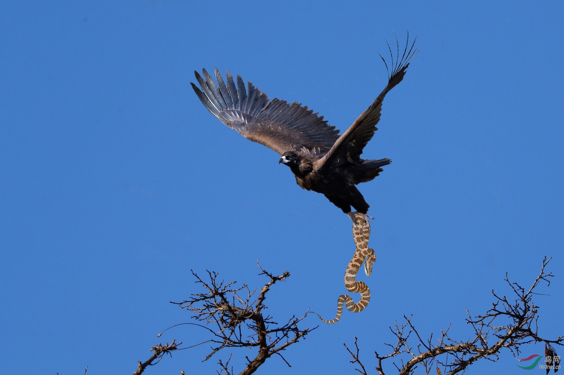 兀鹫抓蟒蛇