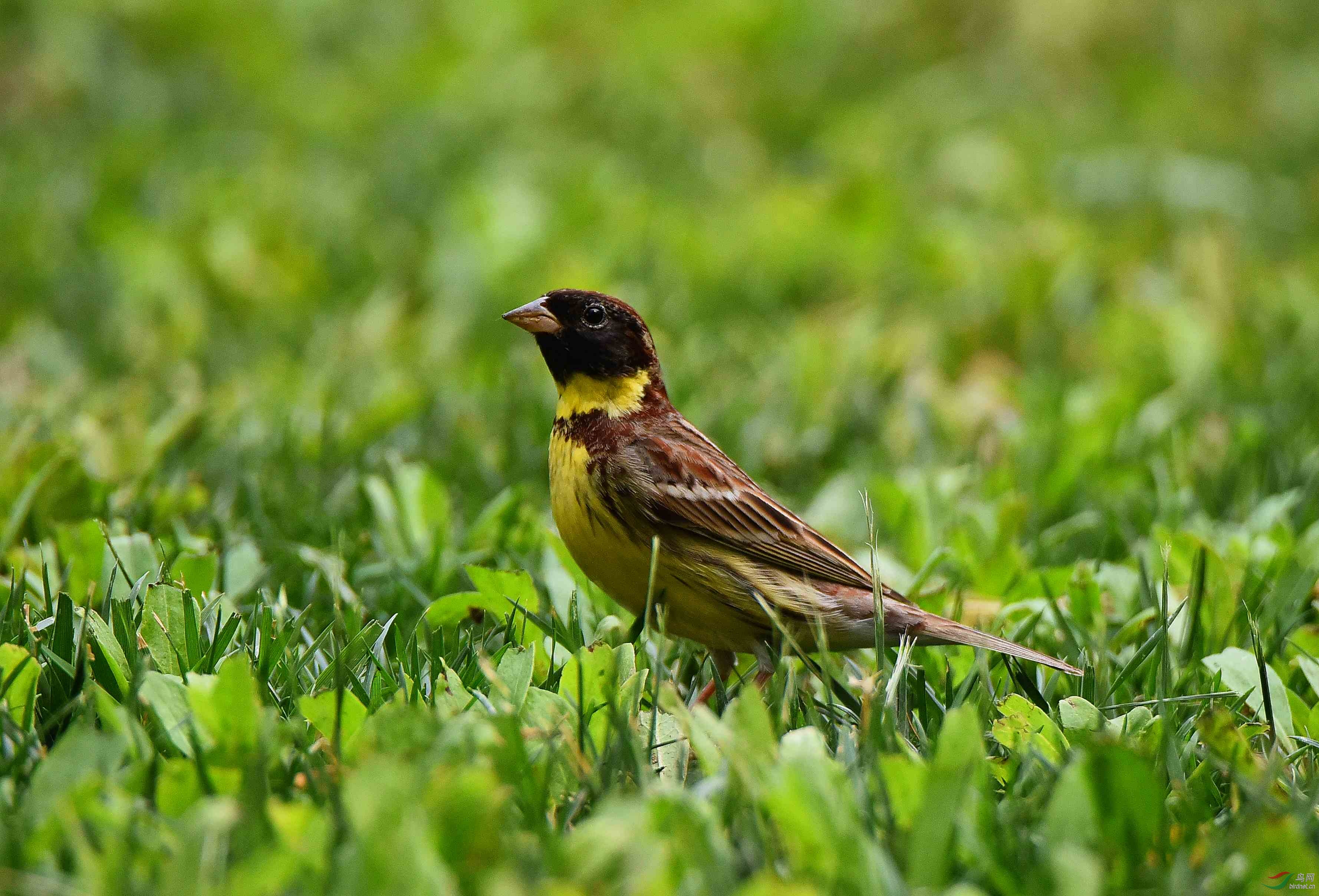 没有愚昧贪婪就没有猎杀