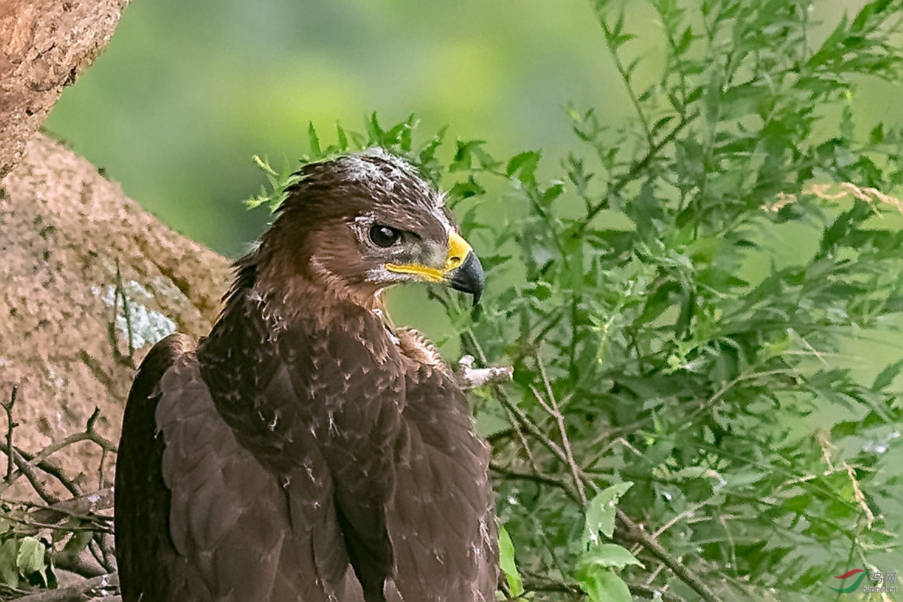 大头照白腹隼雕幼鸟