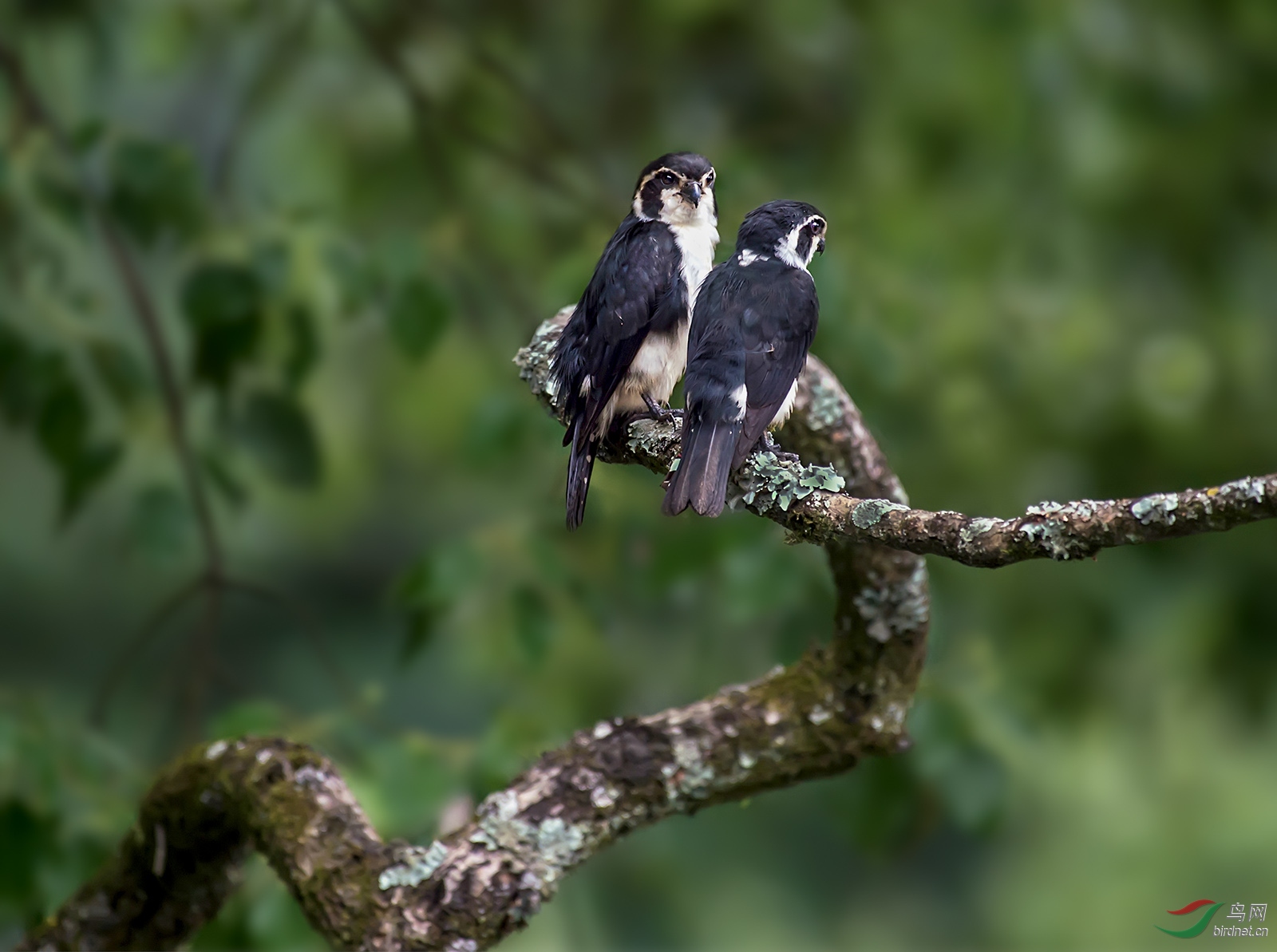 小隼夫妻栖枝头