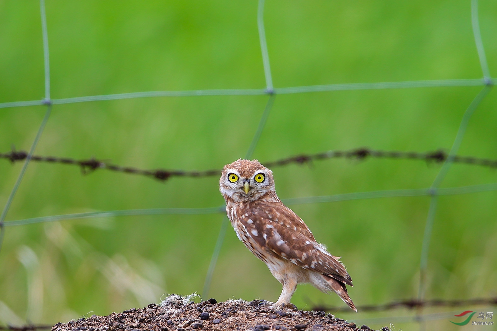 可爱小猫(纵纹腹小鸮)