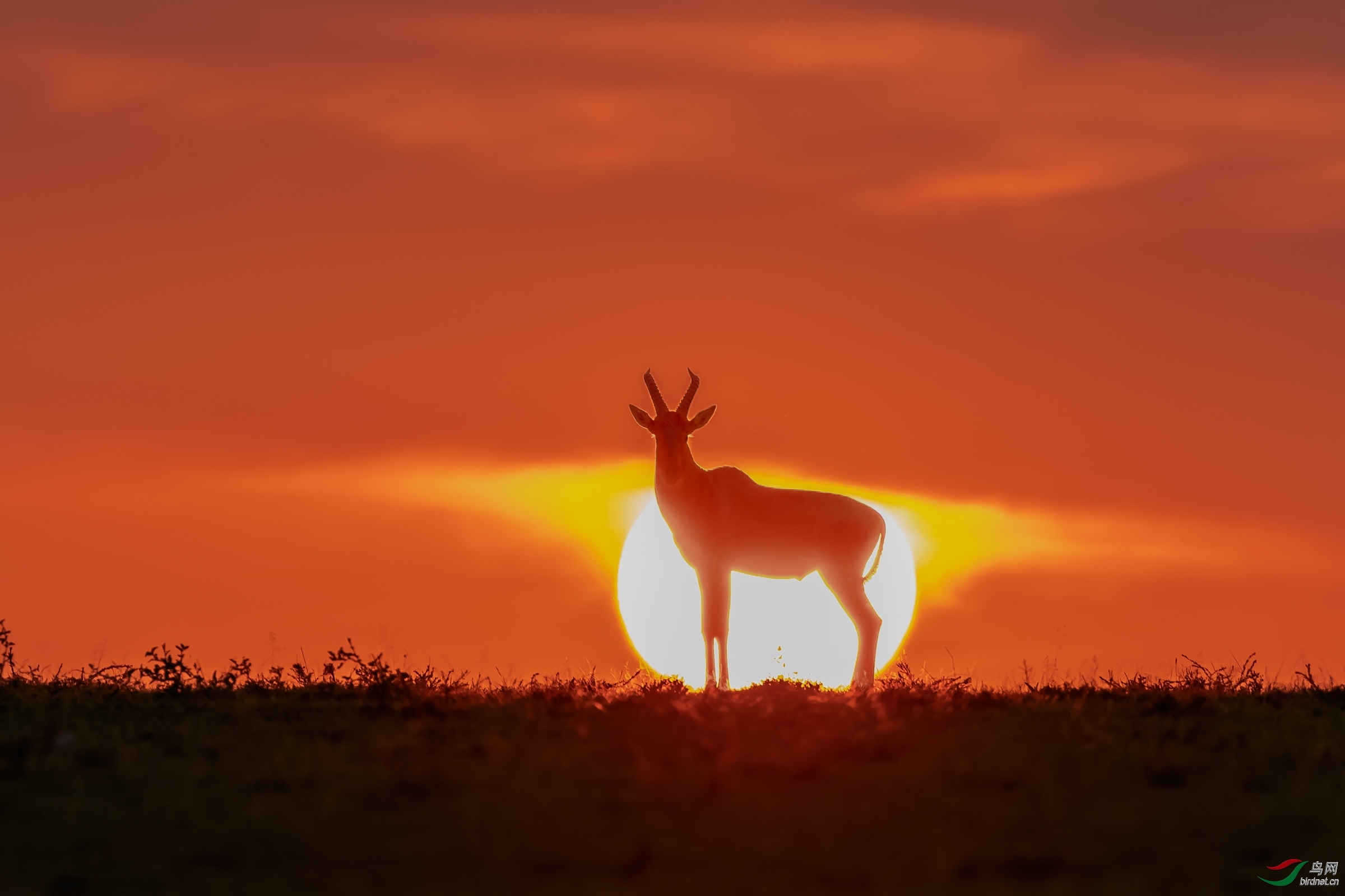 夕阳中的转角牛羚.jpg