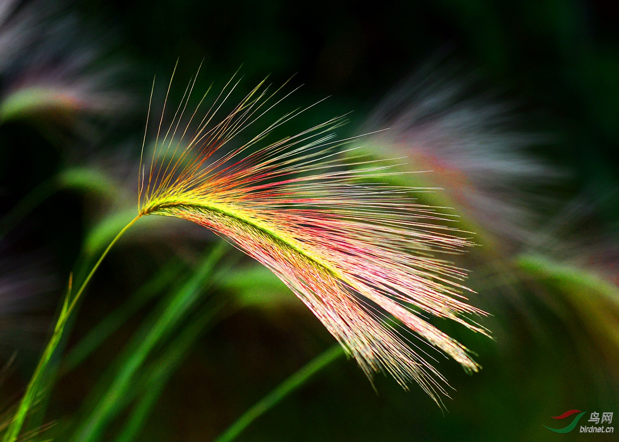 礼花细针长茅草