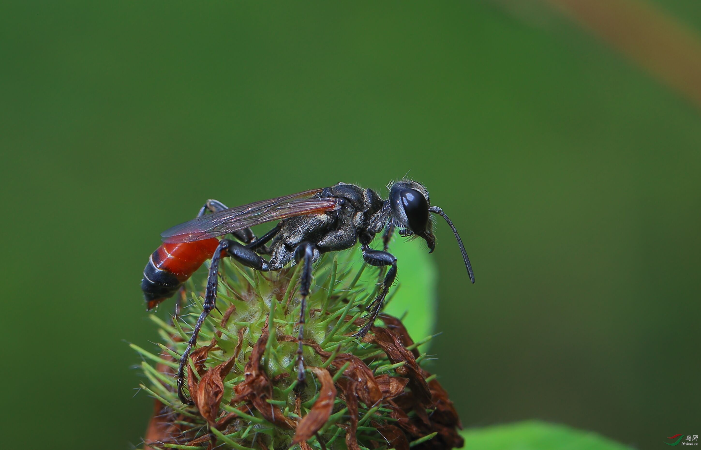 干泥蜂的成长过程图片