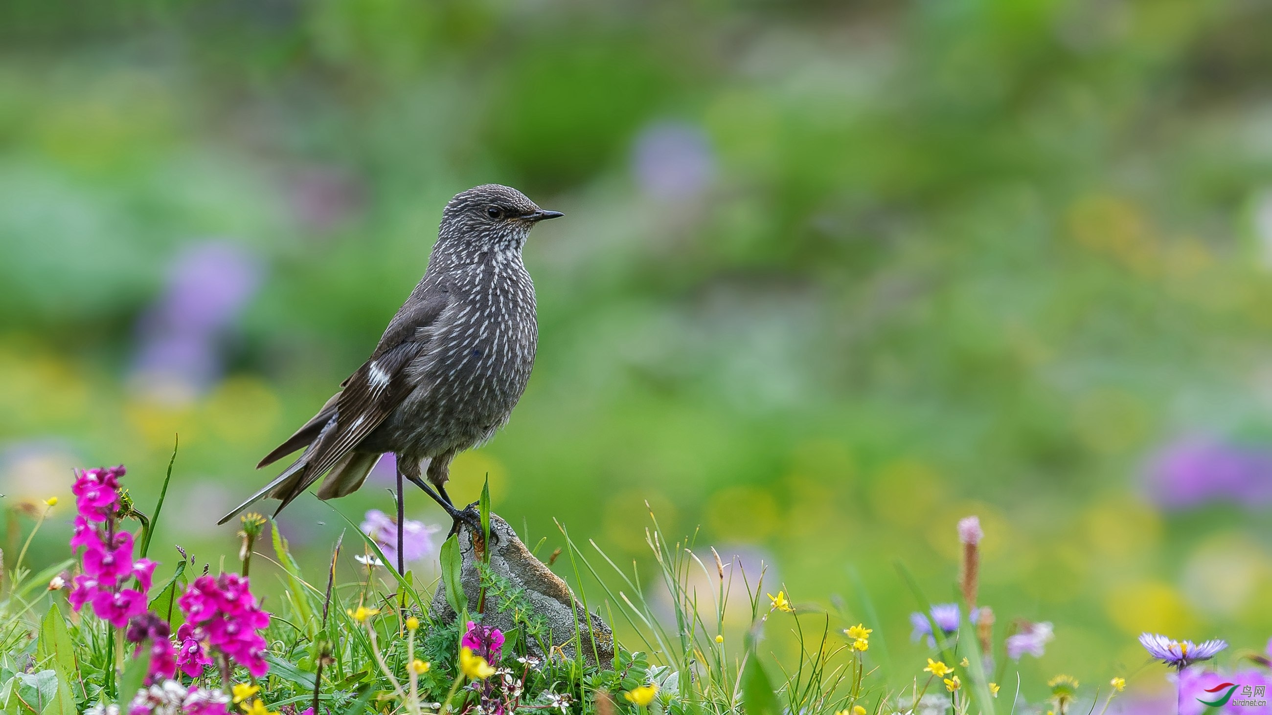 2018年四川版获首页每日一图鸟类精华集锦下半年之二