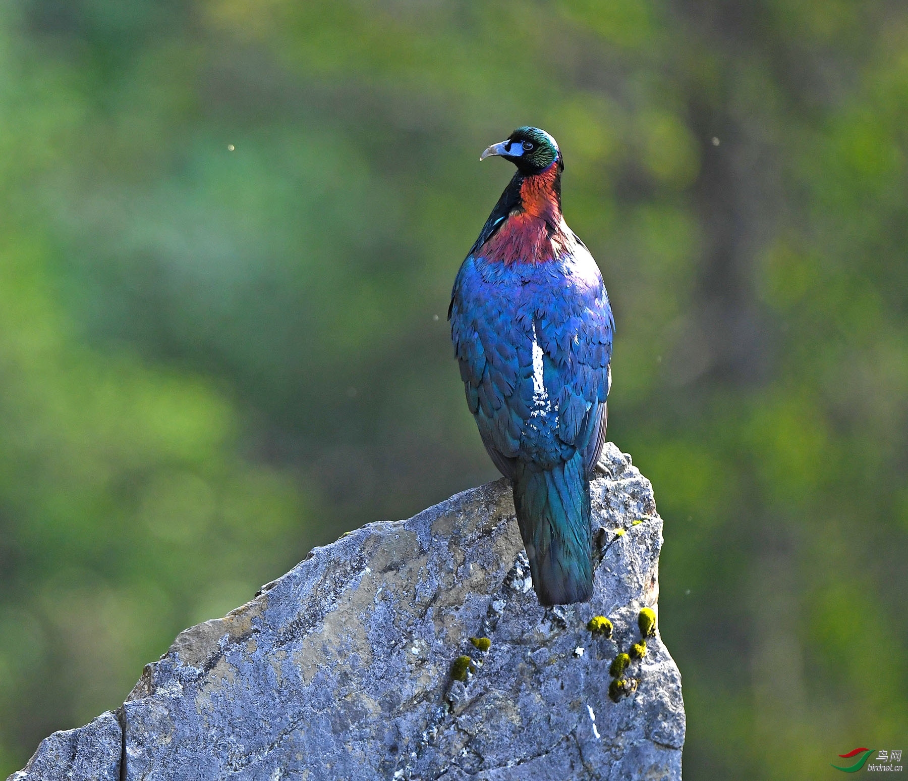 2018年四川版获首页每日一图,鸟类精华集锦～下半年《之二》