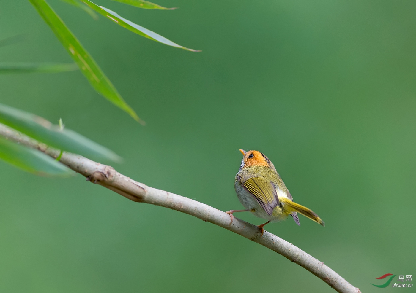 棕脸鹟莺心神不定