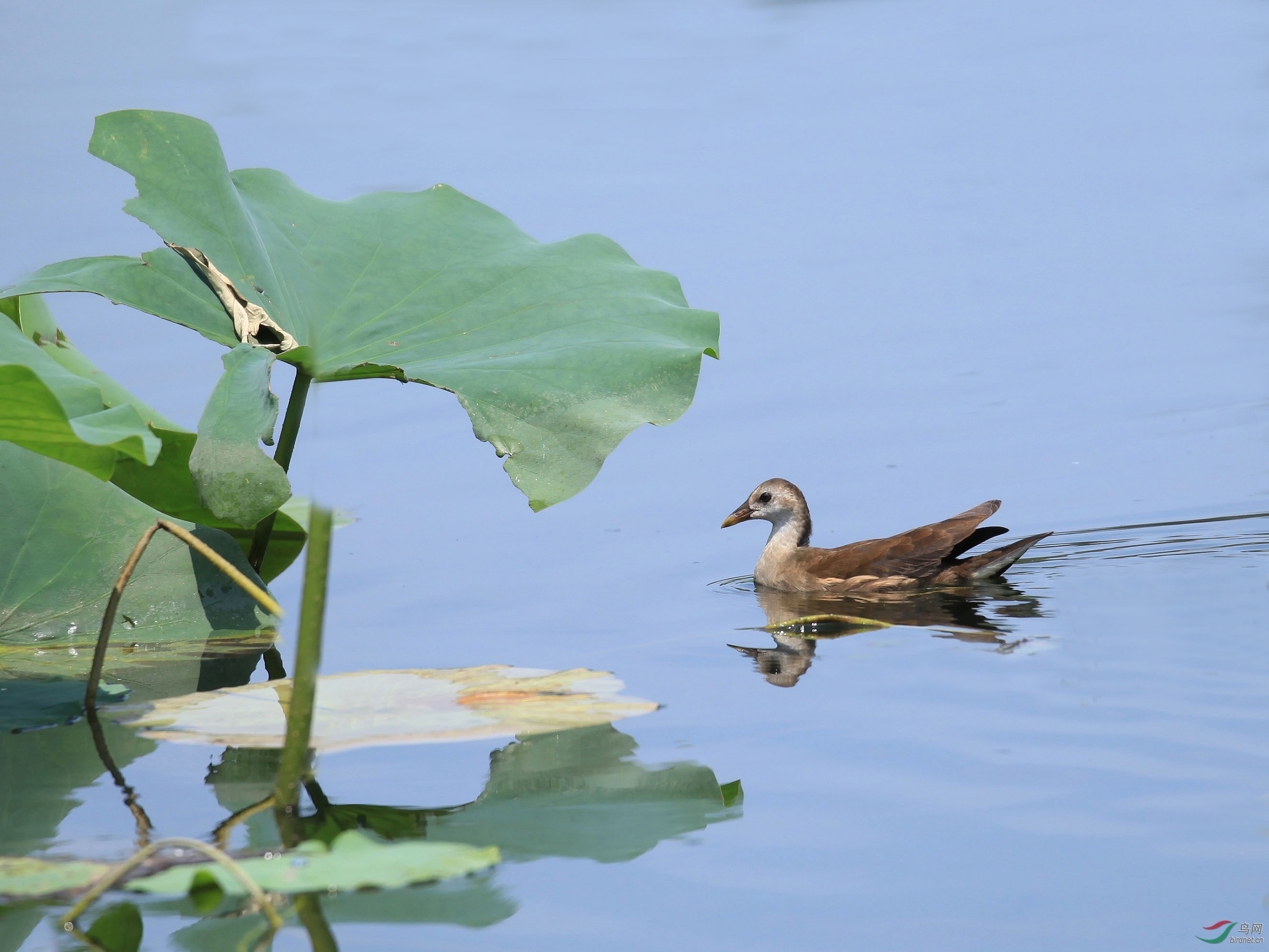 [水鸟] 姬田鸡--圆明园