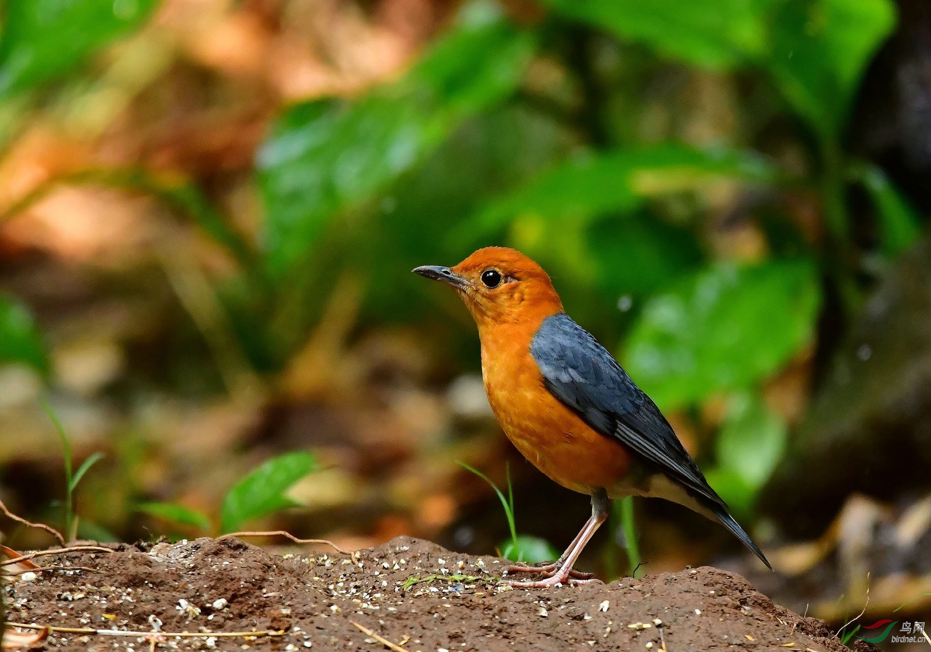 橙头地鸫