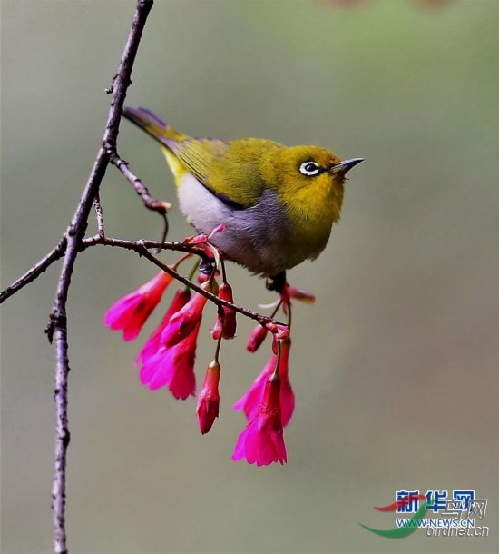 廈門:繡眼鳥鬧枝頭 低聲嘁嘁喳喳