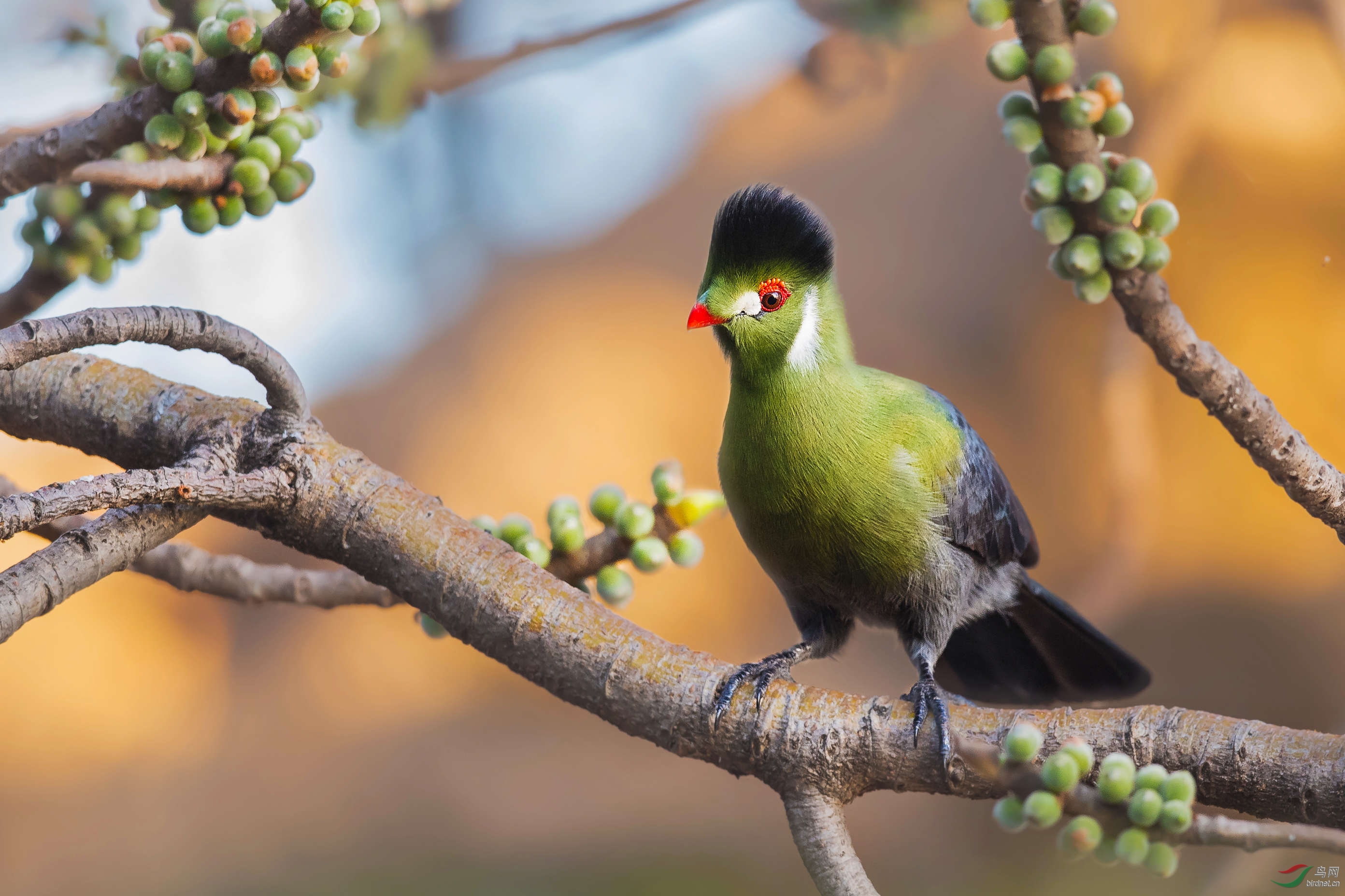 白颊蕉鹃(祝贺荣获首页精华)