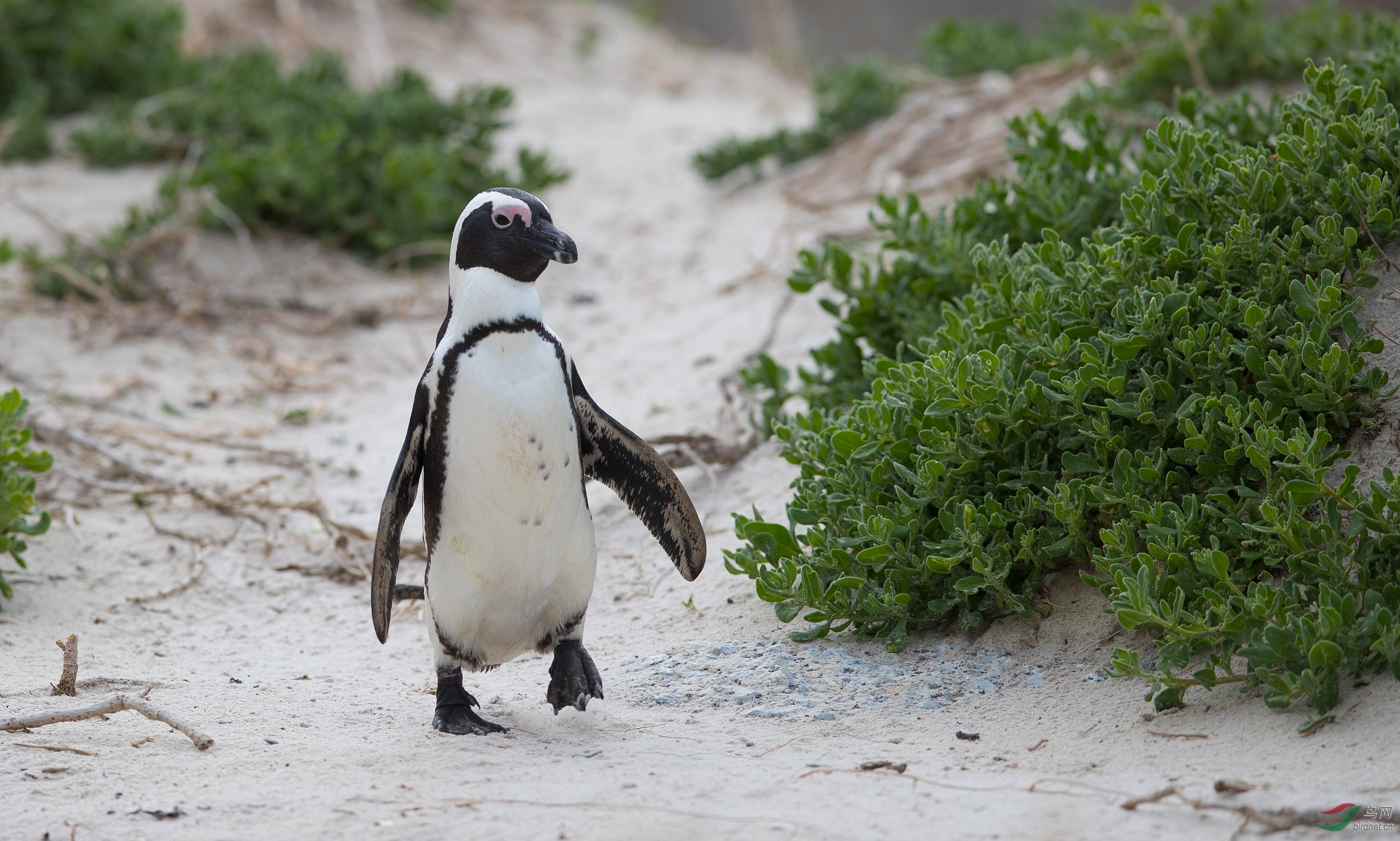 斑嘴环企鹅----我来了