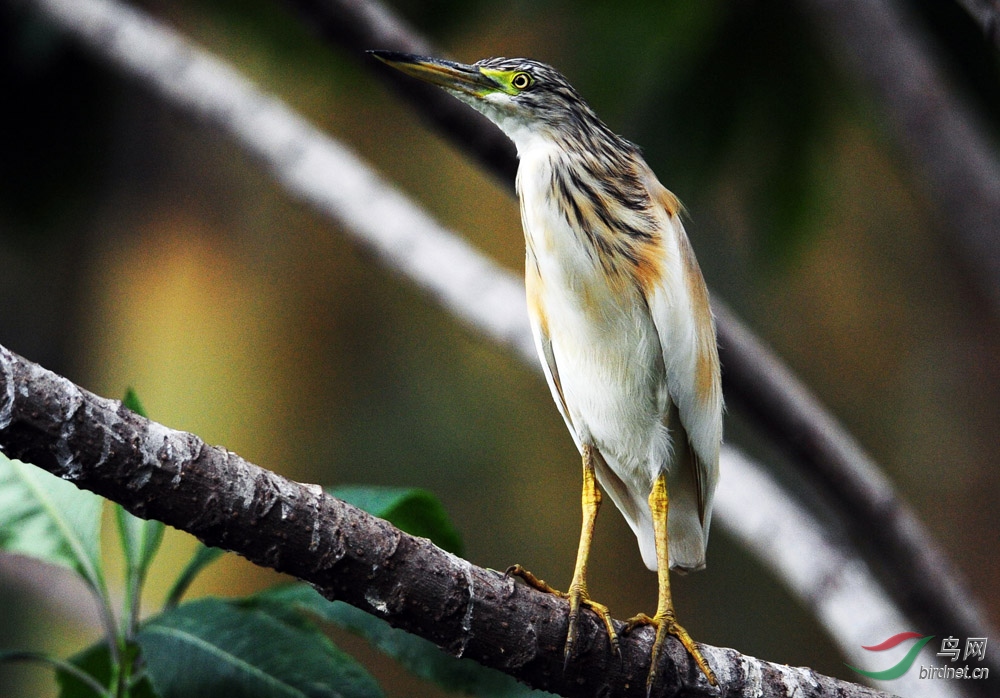 非洲大型鸟类系列之八《白翅黄池鹭》