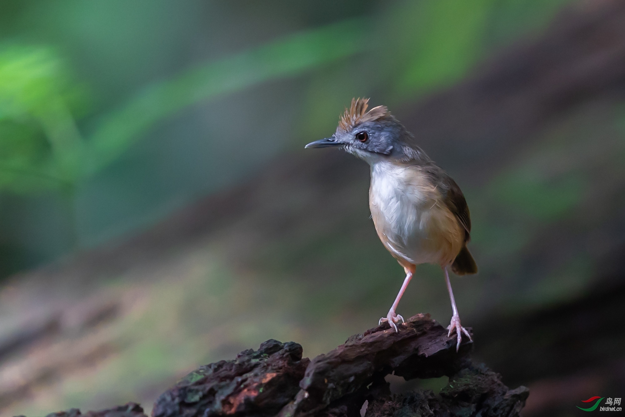 [马来西亚] 短尾雅鹛(恭贺荣获首页鸟类精华)作者 goodboy-hd