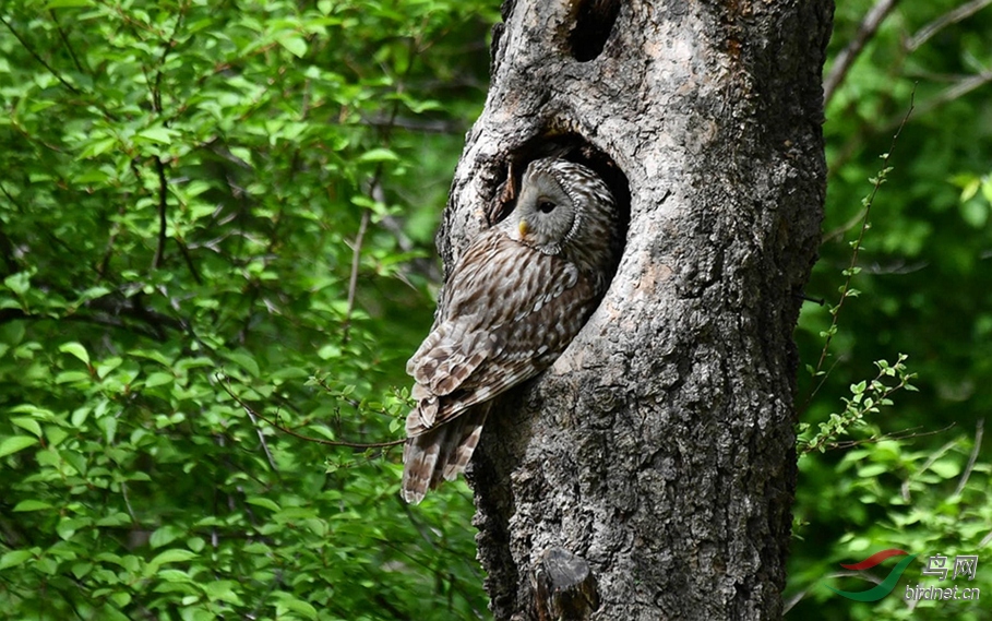 侧身西望长咨嗟。