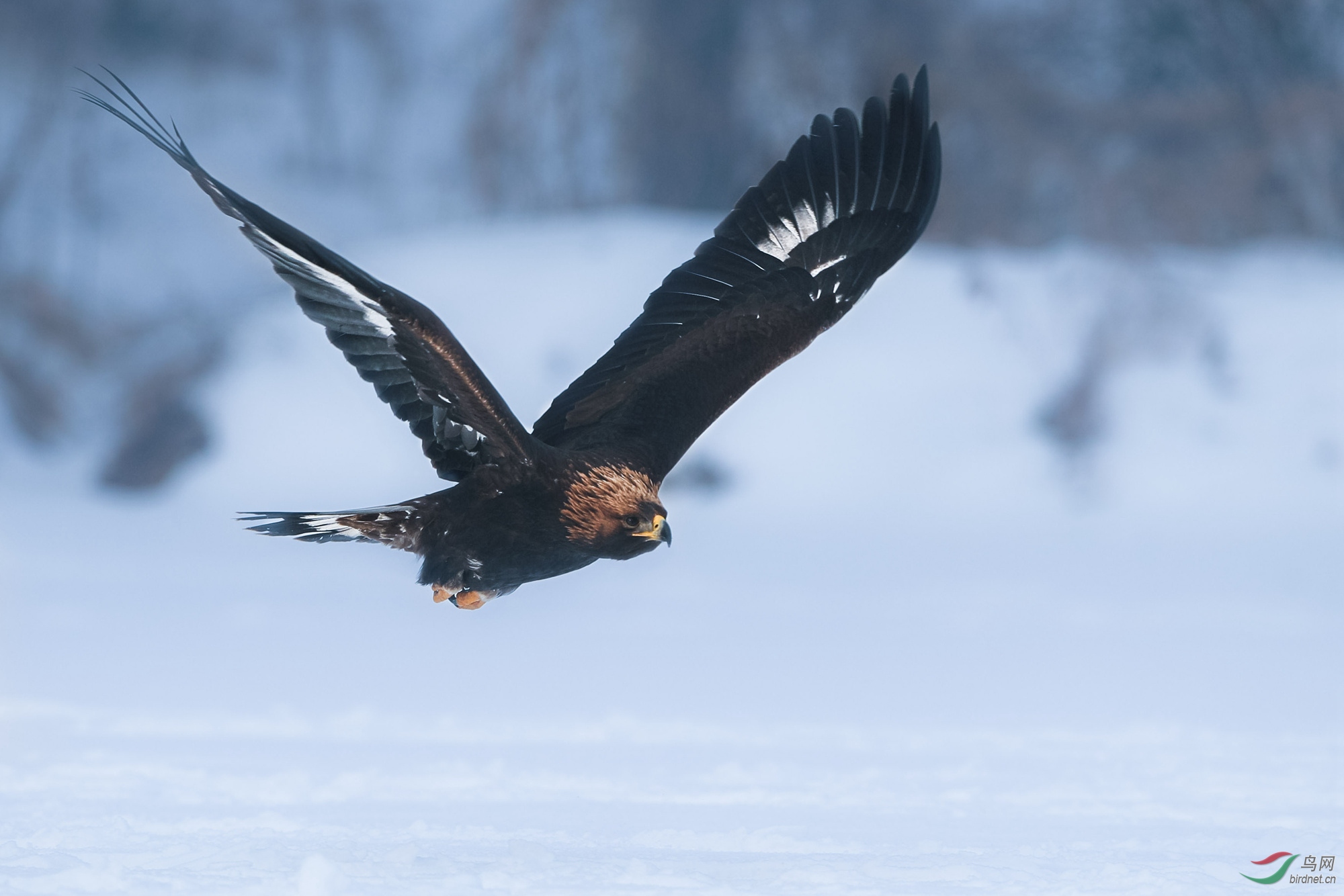 金雕- 青海版 qinghai 鸟网