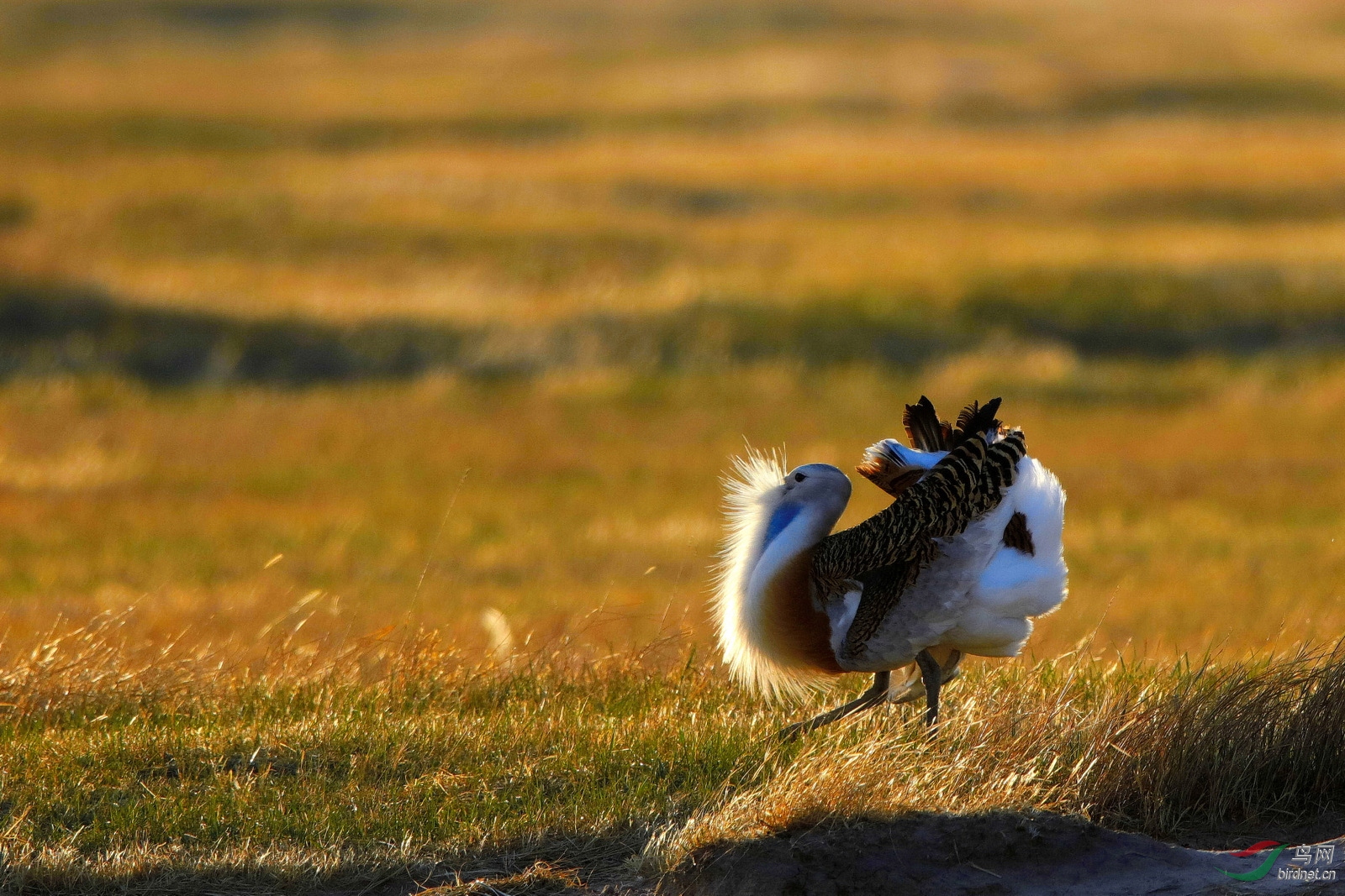[林鸟] 内蒙古大草原---大鸨!