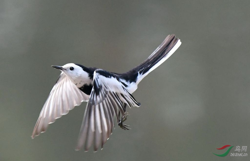 (白鹡鸰)翘尾巴 - 新疆版 xinjiang 鸟网