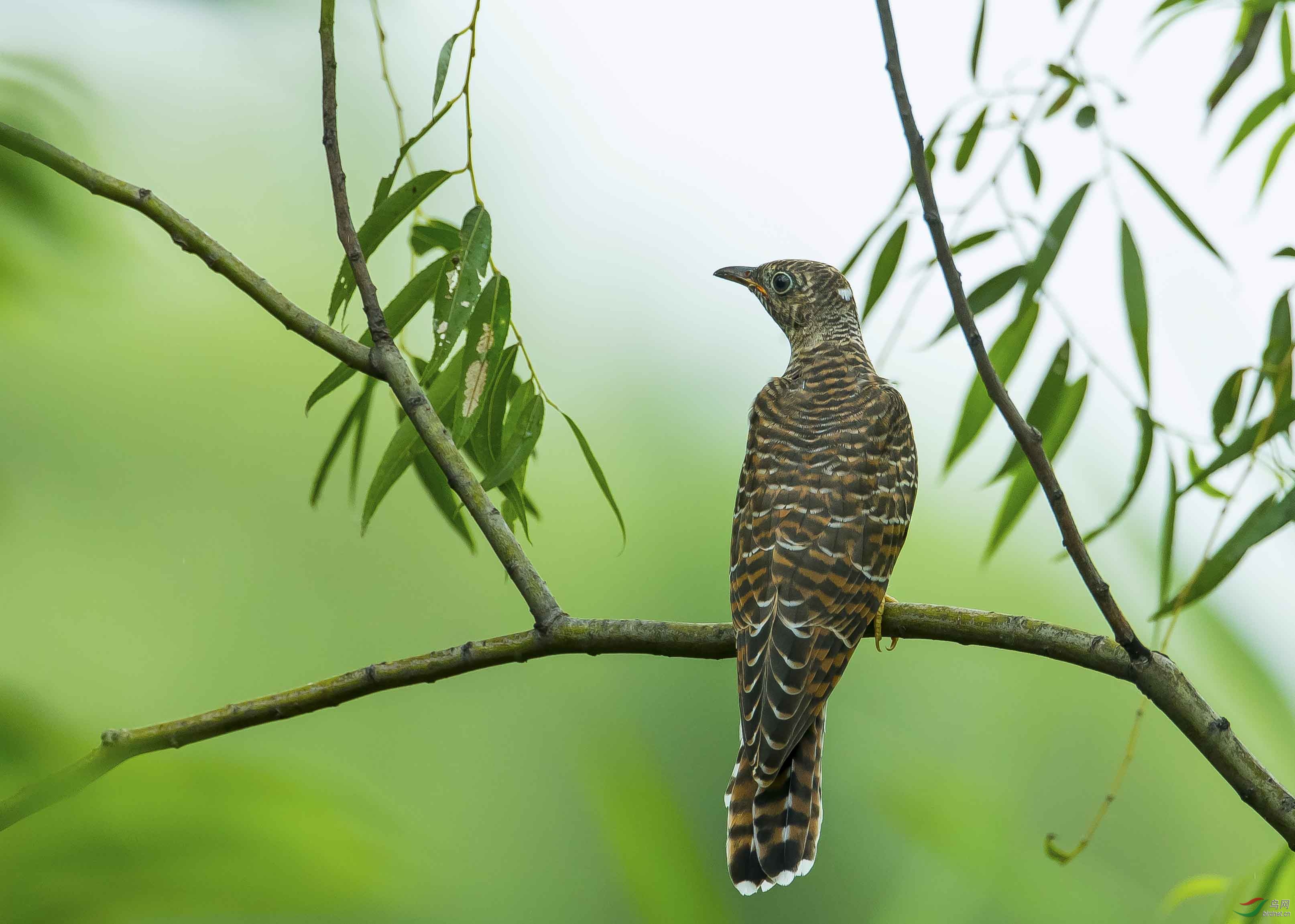 奥森小杜鹃祝周末愉快