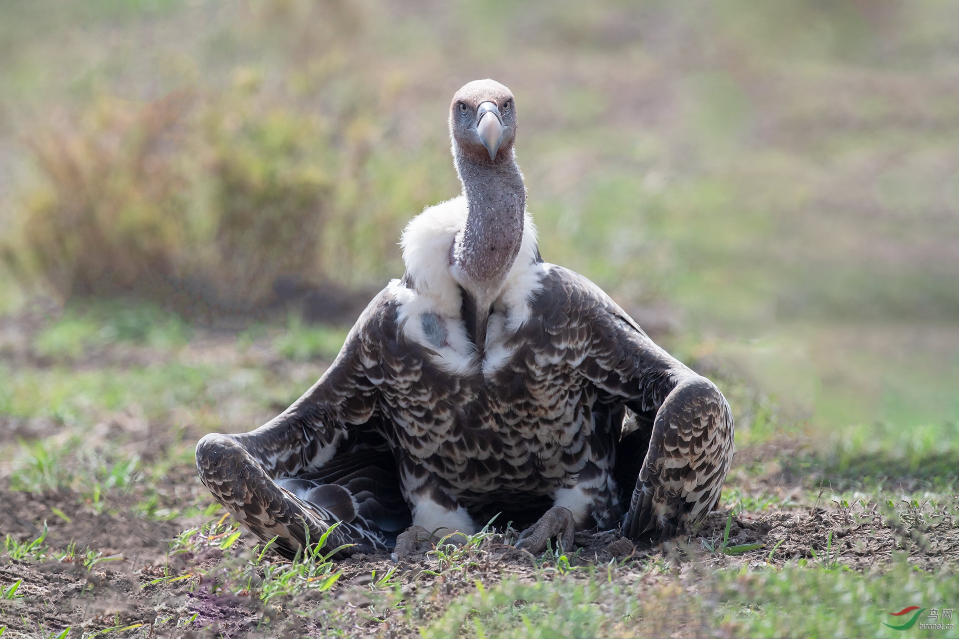 座山雕恭贺老师首页精华