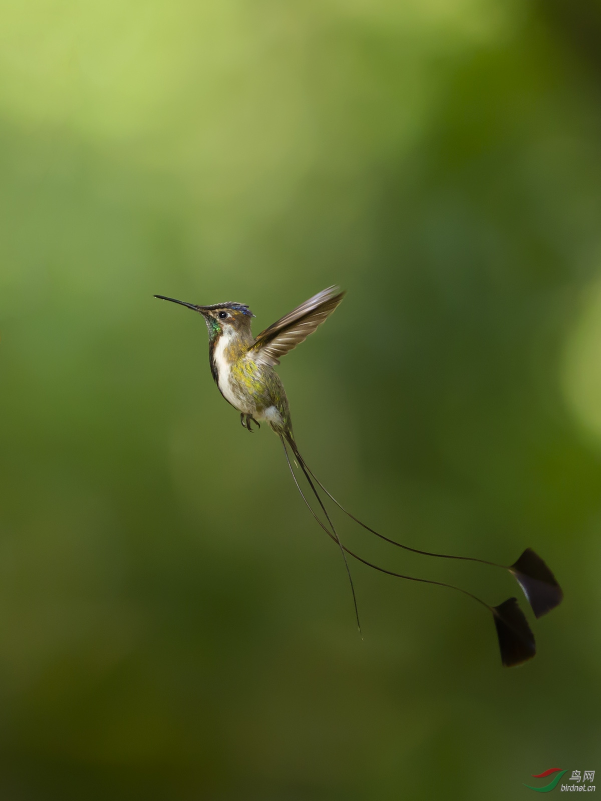 叉扇尾蜂鸟